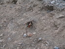 photo thumbnail #5