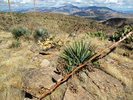 photo thumbnail #11
