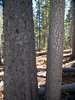 2009-10-02 :2: East Baldy Trail #95 :: PrestonSands