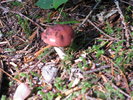 photo thumbnail #10