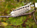 photo thumbnail #12