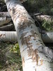 photo thumbnail #6