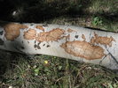 photo thumbnail #7