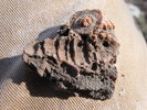 photo thumbnail #11