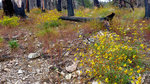 photo thumbnail #2