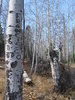 photo thumbnail #1