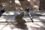 photo thumbnail #11