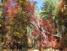 photo thumbnail #13