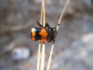 photo thumbnail #8