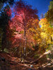 photo thumbnail #5