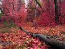 photo thumbnail #6
