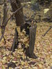 photo thumbnail #12