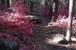 photo thumbnail #10