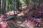photo thumbnail #13
