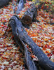 photo thumbnail #9