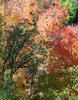 photo thumbnail #15