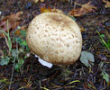 photo thumbnail #3