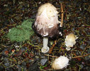 photo thumbnail #5