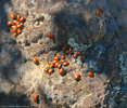 photo thumbnail #12