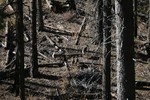photo thumbnail #10