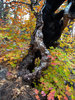 photo thumbnail #7