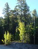 photo thumbnail #7