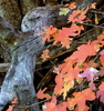photo thumbnail #1