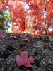 photo thumbnail #11