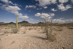 photo thumbnail #7