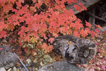 photo thumbnail #11