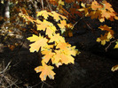 photo thumbnail #13