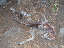 photo thumbnail #2