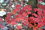 photo thumbnail #13