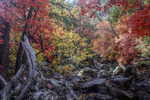 photo thumbnail #3