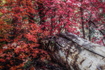 photo thumbnail #11
