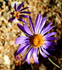 photo thumbnail #13