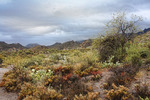 photo thumbnail #2