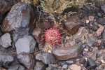 photo thumbnail #7