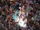 photo thumbnail #10
