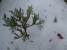 photo thumbnail #4