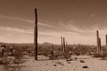 photo thumbnail #11