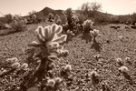 photo thumbnail #12
