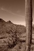 photo thumbnail #13