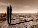 photo thumbnail #15