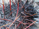 photo thumbnail #9
