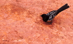 photo thumbnail #3