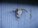 photo thumbnail #4