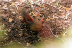 photo thumbnail #7