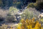 photo thumbnail #13