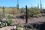 photo thumbnail #7